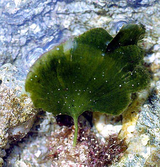 ALGE MEDITERANEENE